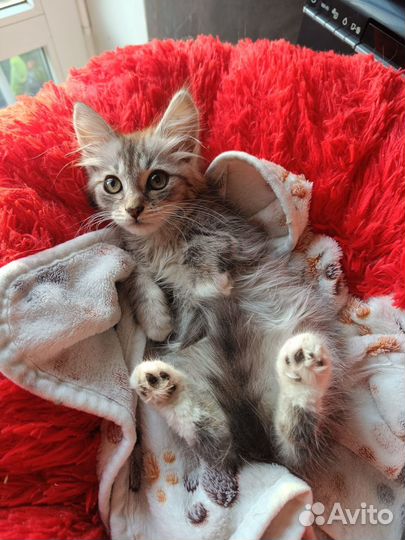Котенок в добрые руки (девочка)