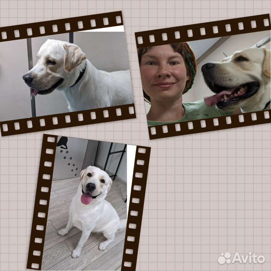 Груминг. Стрижка собак и кошек