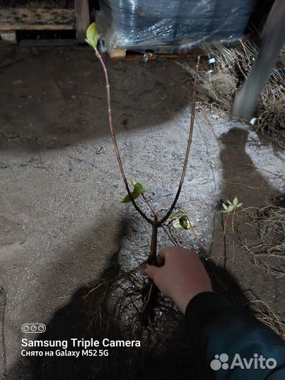 Саженцы гортензии,лапчатки,дёрен, спиреи окс оптом