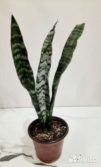 Комнатные растения.Сансевиерия