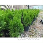 Туя Смарагд высота 80 см в контейнере. Саженцы