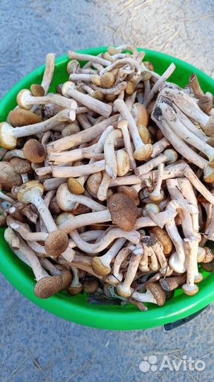 Грибы опята свежие