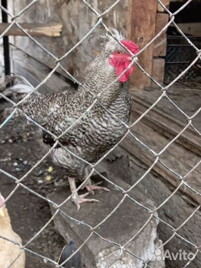 Куры несушки