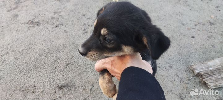 Отдам бесплатно щенков