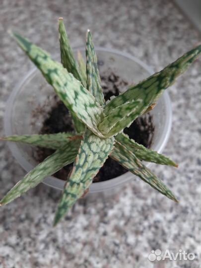 Крассула,декор.алое