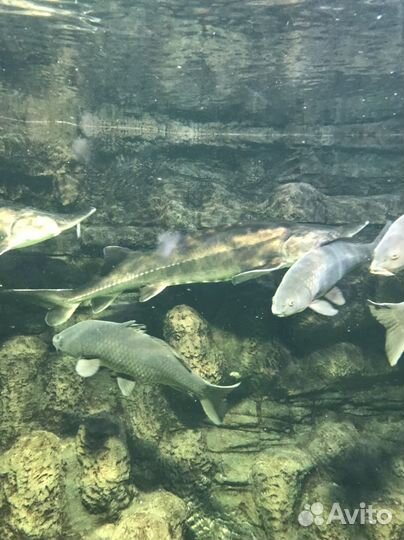 Живая рыба