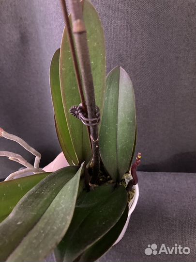 Орхидея фаленопсис биглип