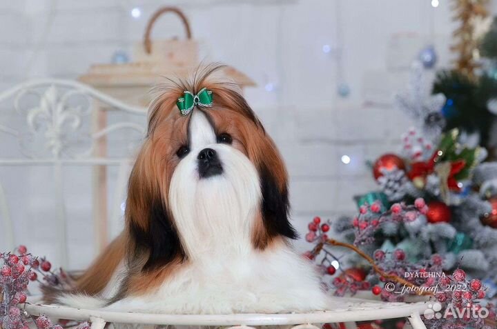 Домашняя передержка собак