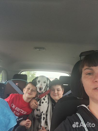 Далматинец