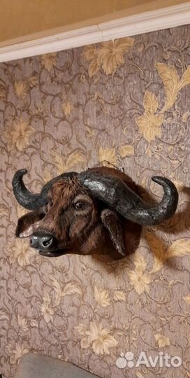 Бар - трофей- буйвол