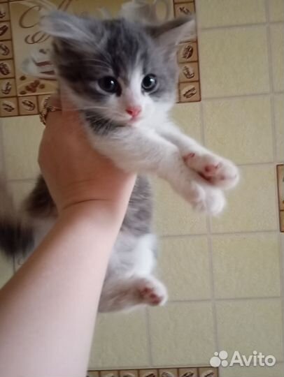Котята отдам бесплатно