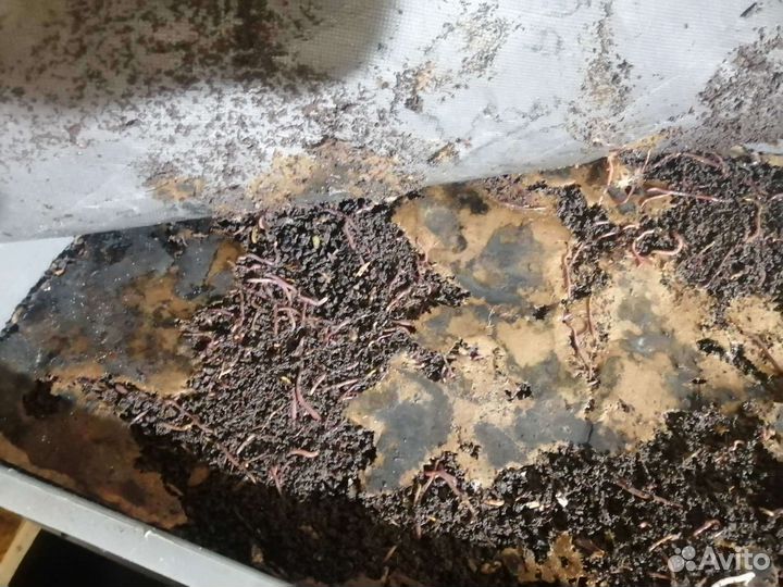 Черви для рыбалки