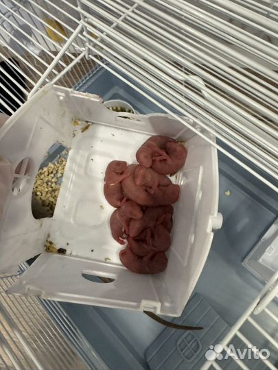 Крысятки для брони