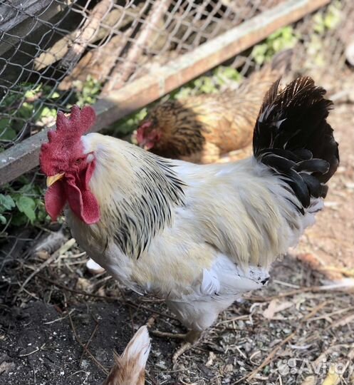Продается петух