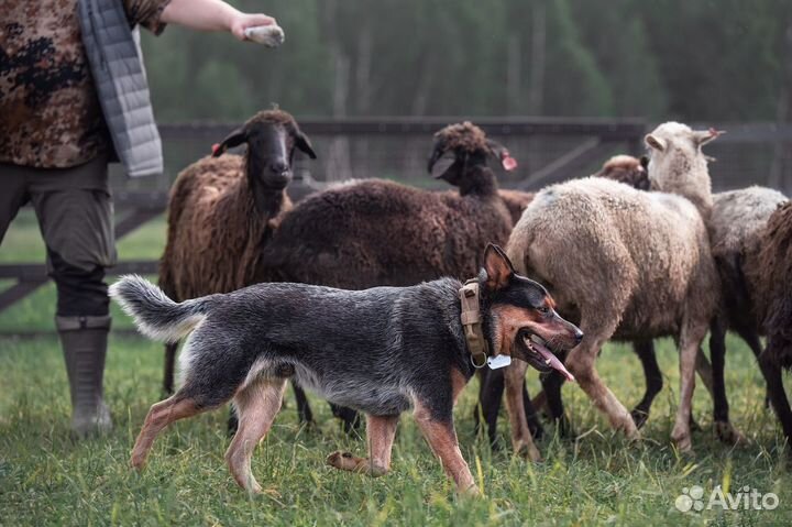 Кобель для вязки Австралийский хилер