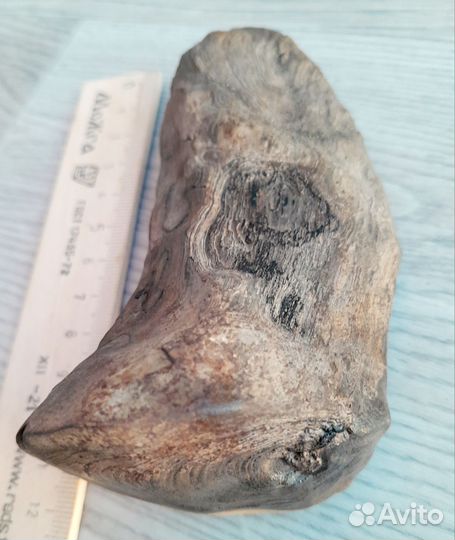 Окаменелое дерево