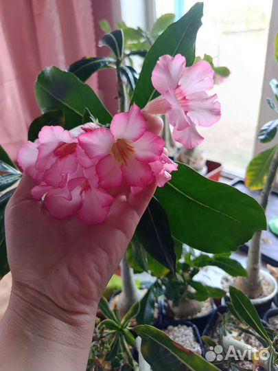 Адениум взрослый