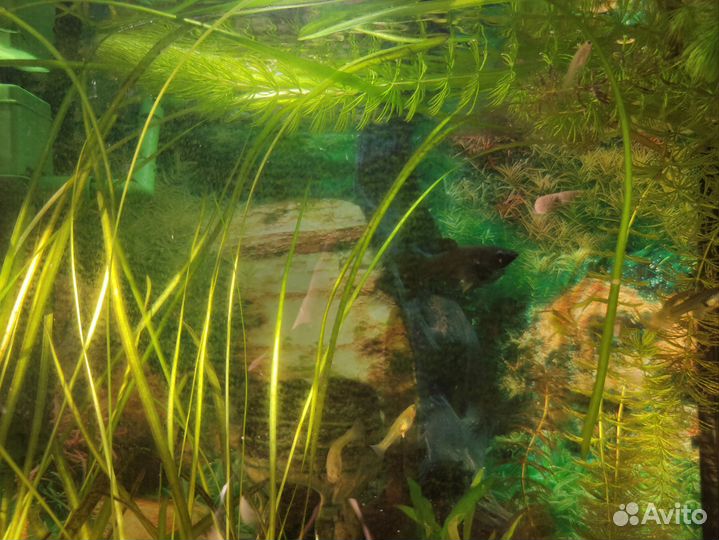 Аквариумные рыбки меченосцы