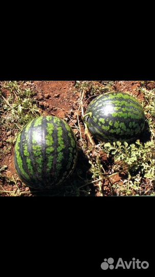 Семена Арбуза