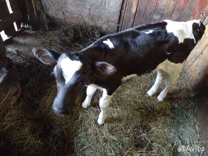 Продаётся телочка