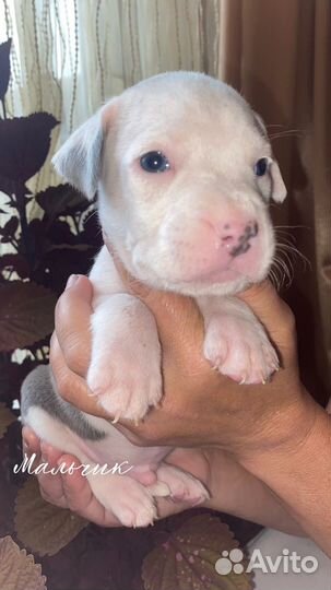 Американский Стаффордширский терьер