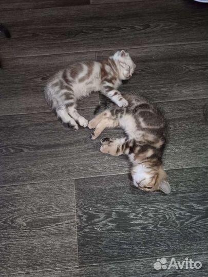 Шотландские котята