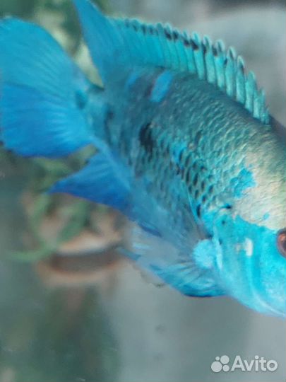 Американские цихлиды