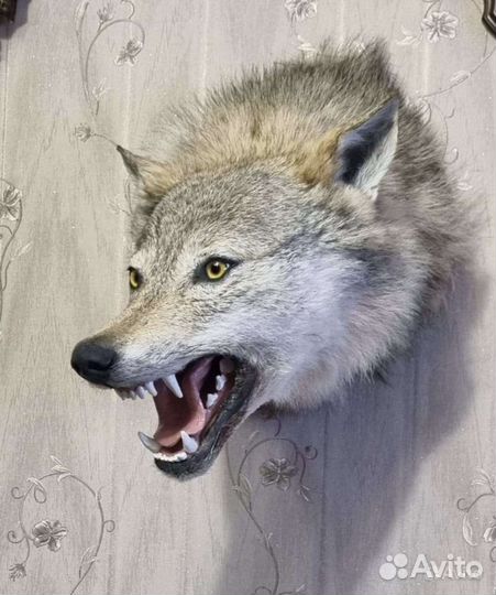 Таксидермия