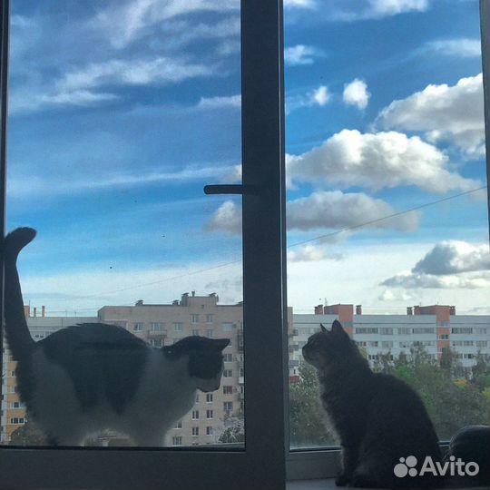 Домашняя передержка для котов/кошек