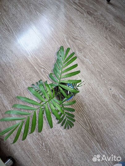 Пальма хамедорея варигетная