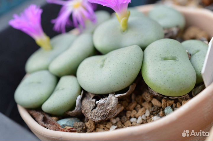 Conophytum Конофитумы, разные виды 19, семена