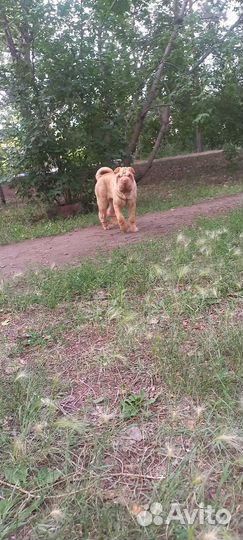 Щенок шарпей
