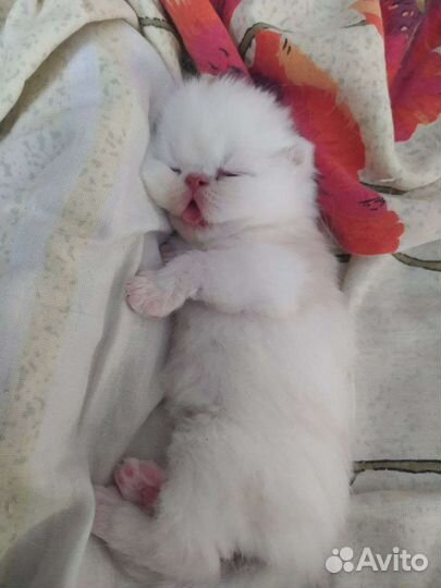 Персидская