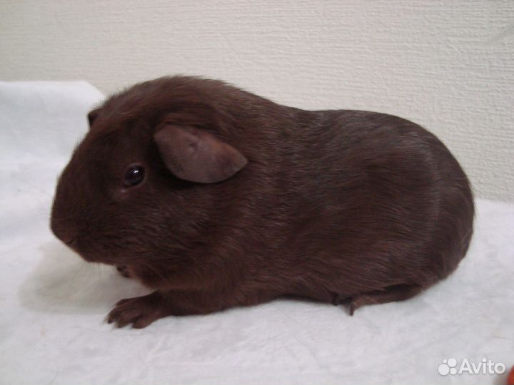 Морские свинки