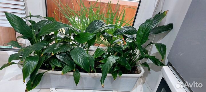 Спатифиллум