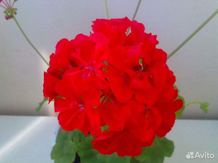 Герань (пеларгония)