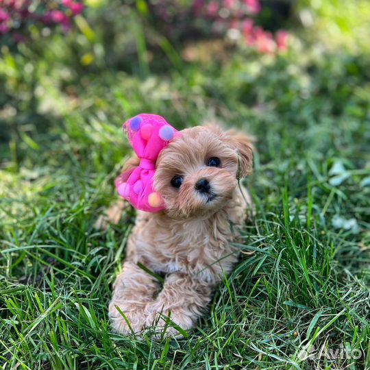 Мальтипу ф1 мини мальчик и девочка