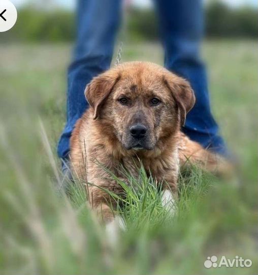 Рыжик в добрые руки