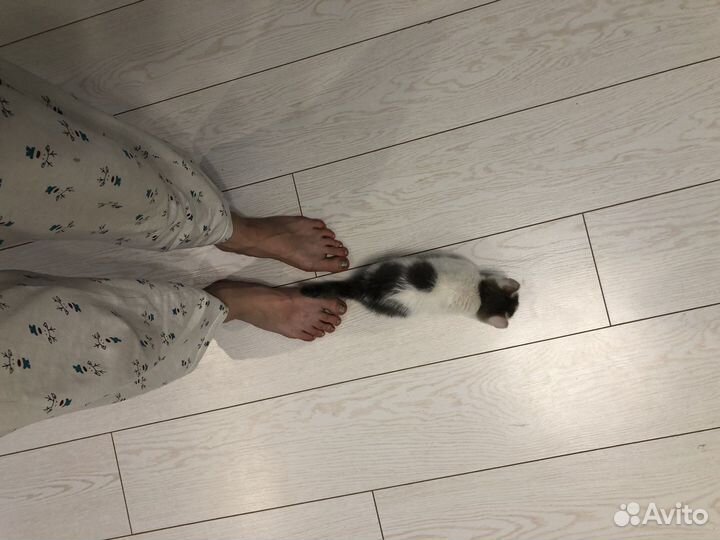 Котенок девочка