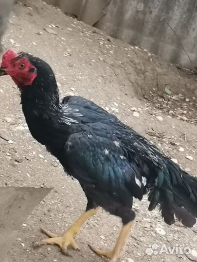 Бойцовые петухи