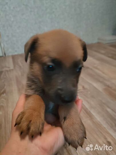 Щенки бесплатно в добрые руки