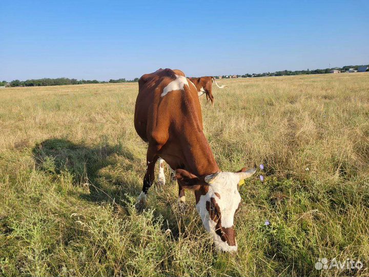 Продаю коров