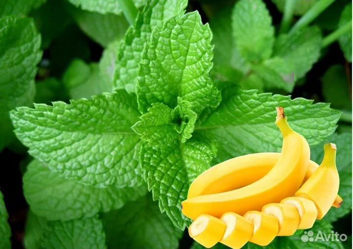 Мята сортовая коллекционная