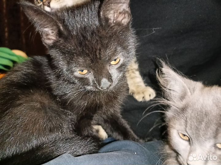 Котята в добрые руки мальчики