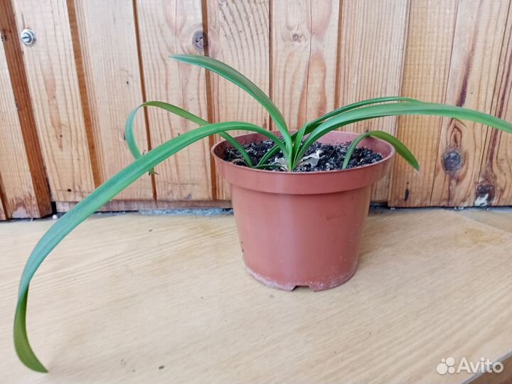 Гиппеаструм