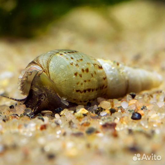 Улитки мелании