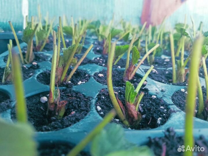 Рассада клубники