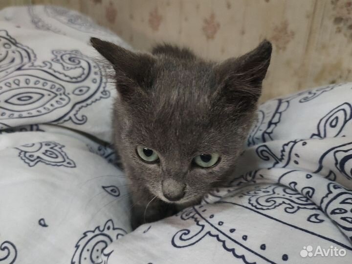 Кошечка в добрые руки
