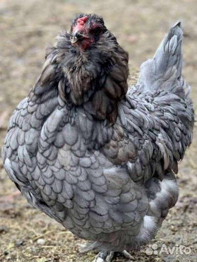 Цыплята Ухейилюй, Лакендази, Амераукана