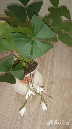 Кислица, оксалис, бабочка, Заячья капуста цветущая